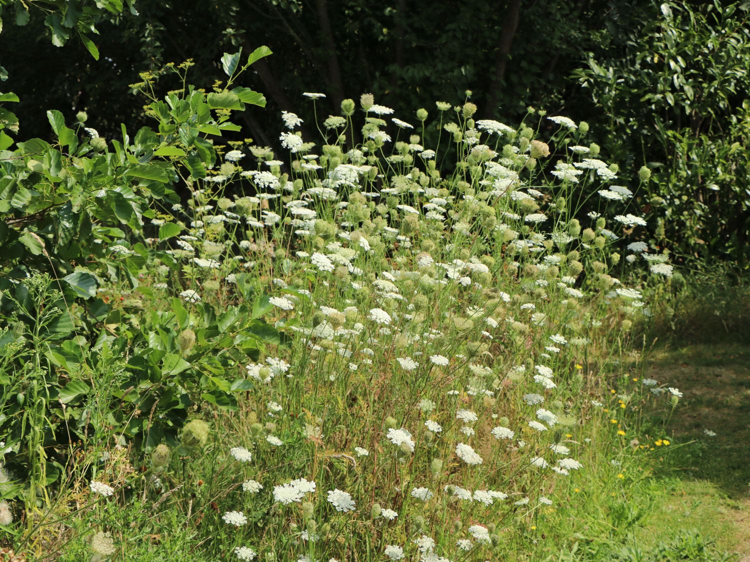 Wilde Möhre - Daucus carota subsp. carota