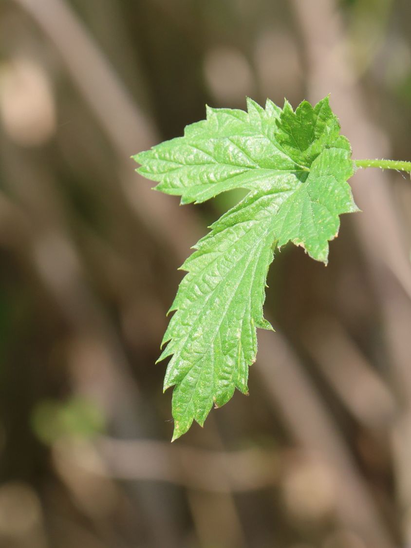 Wilder Hopfen 'Opal' - Humulus lupulus 'Opal'