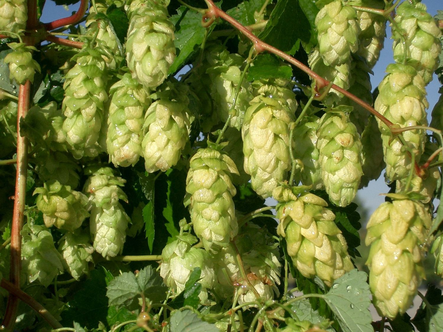 Hopfen (Humulus)