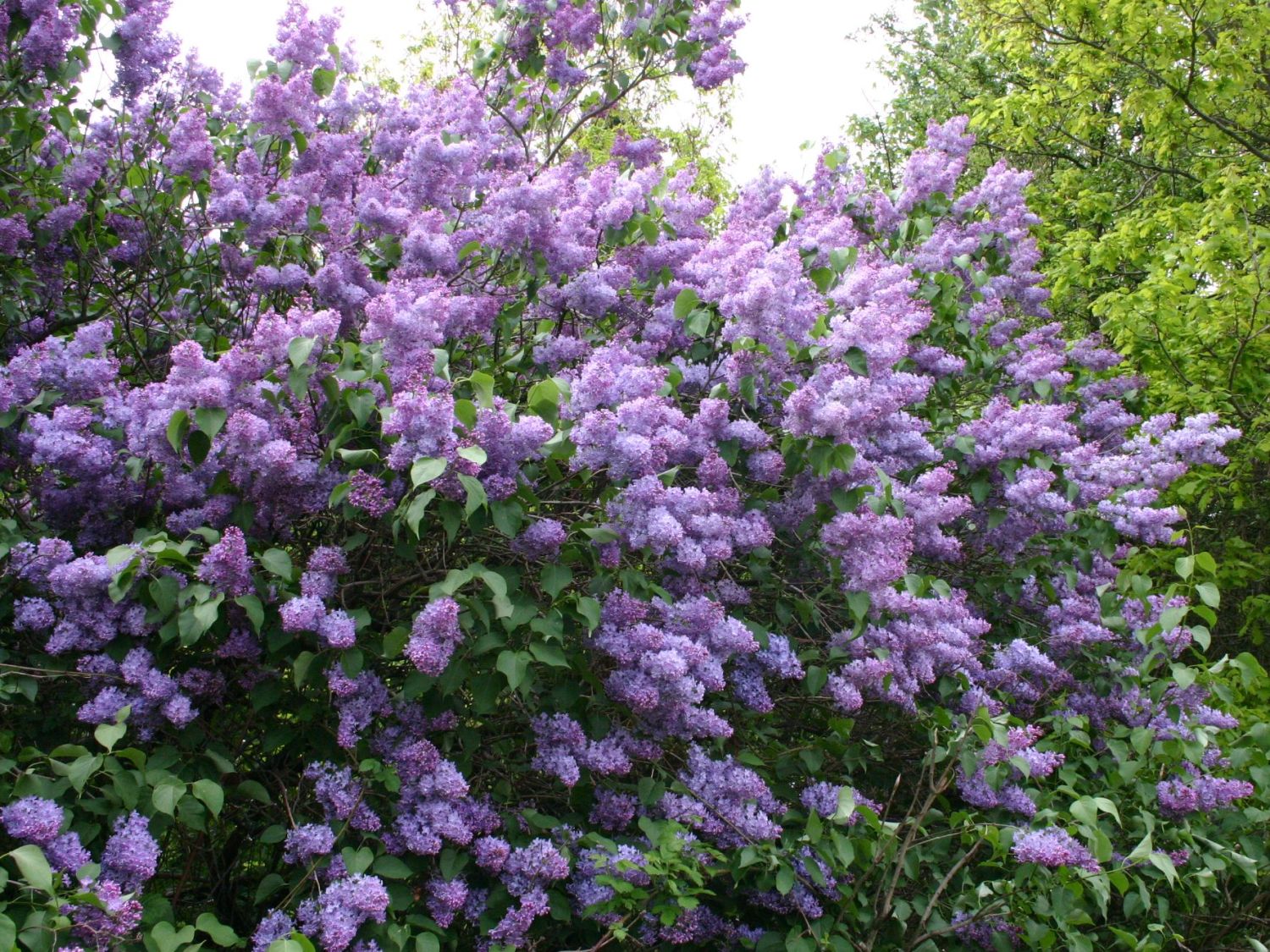 Ölbaumgewächse (Oleaceae)