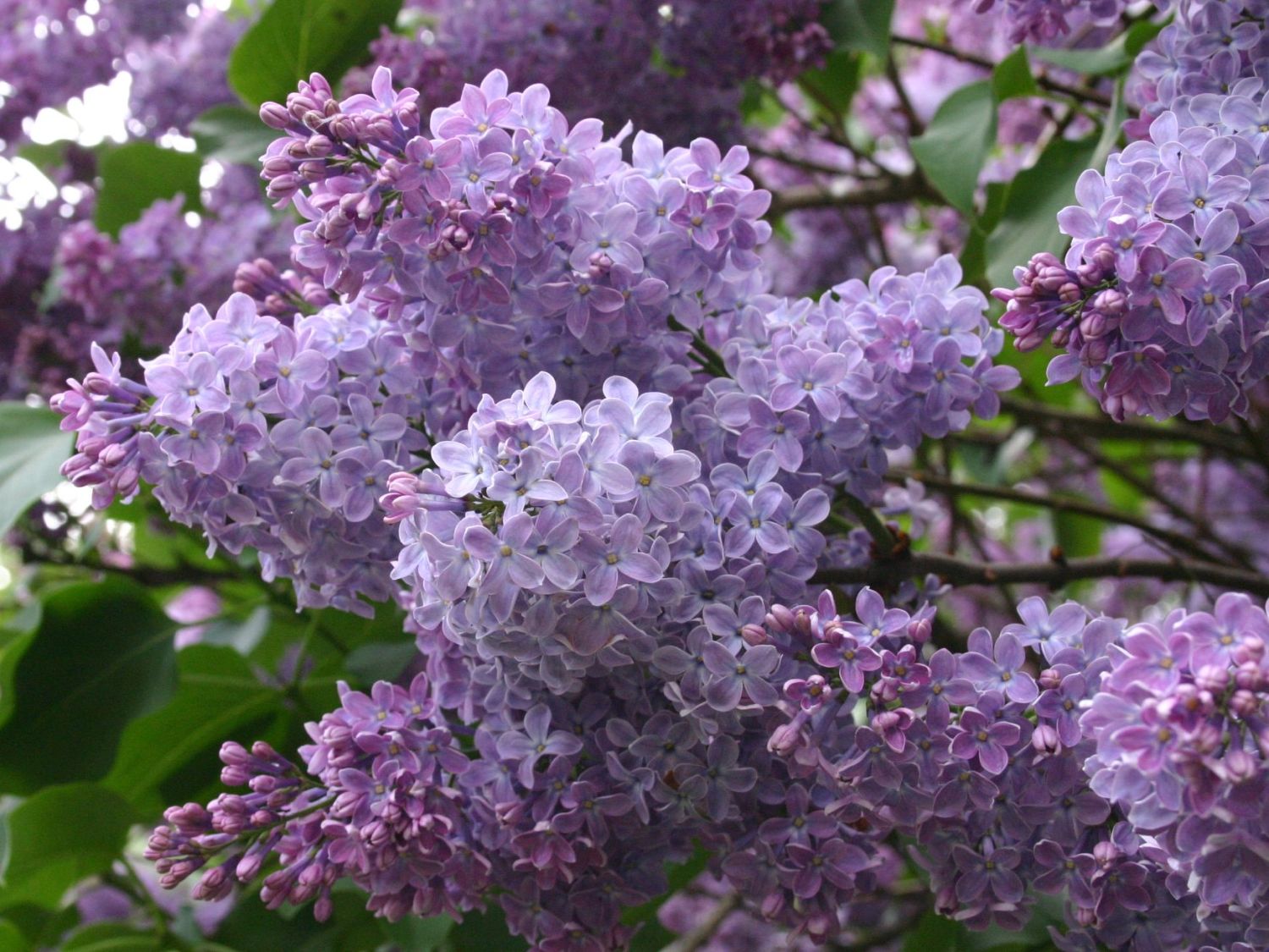 Flieder (Syringa)