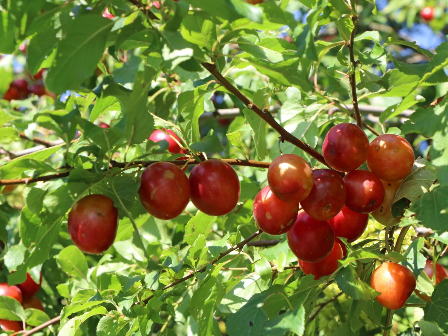 Wildpflaume / Kirschpflaume / Wilde Mirabelle