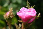 Moos-Rose / Wildrose 'Muscosa' - Rosa centifolia 'Muscosa'