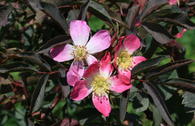 Wildrose Hechtrose / Rotblättrige Rose glauca