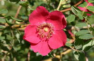 Rote Büschelrose / Mandarin-Rose