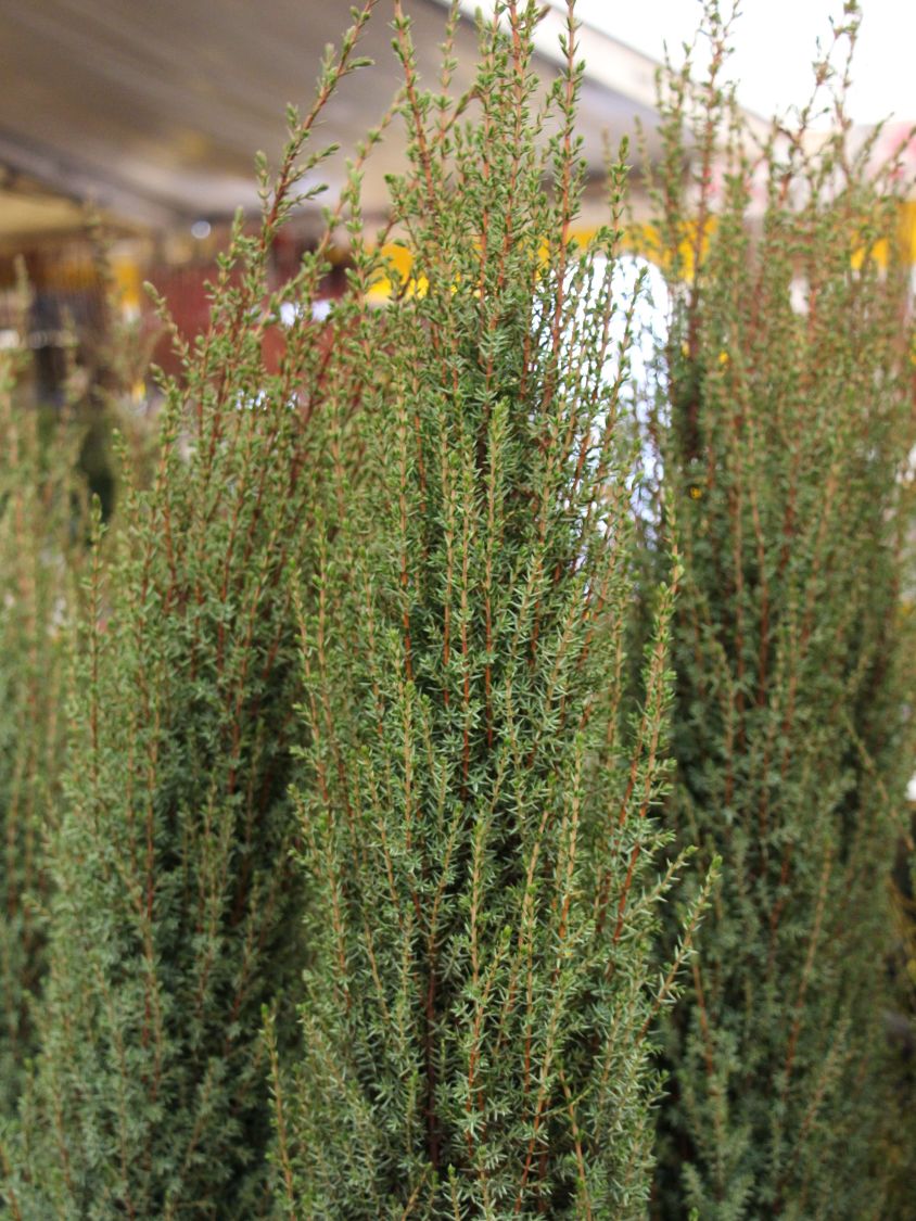 Wildwacholder 'Arnold'