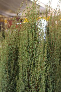 Wildwacholder 'Arnold' - Juniperus communis 'Arnold'