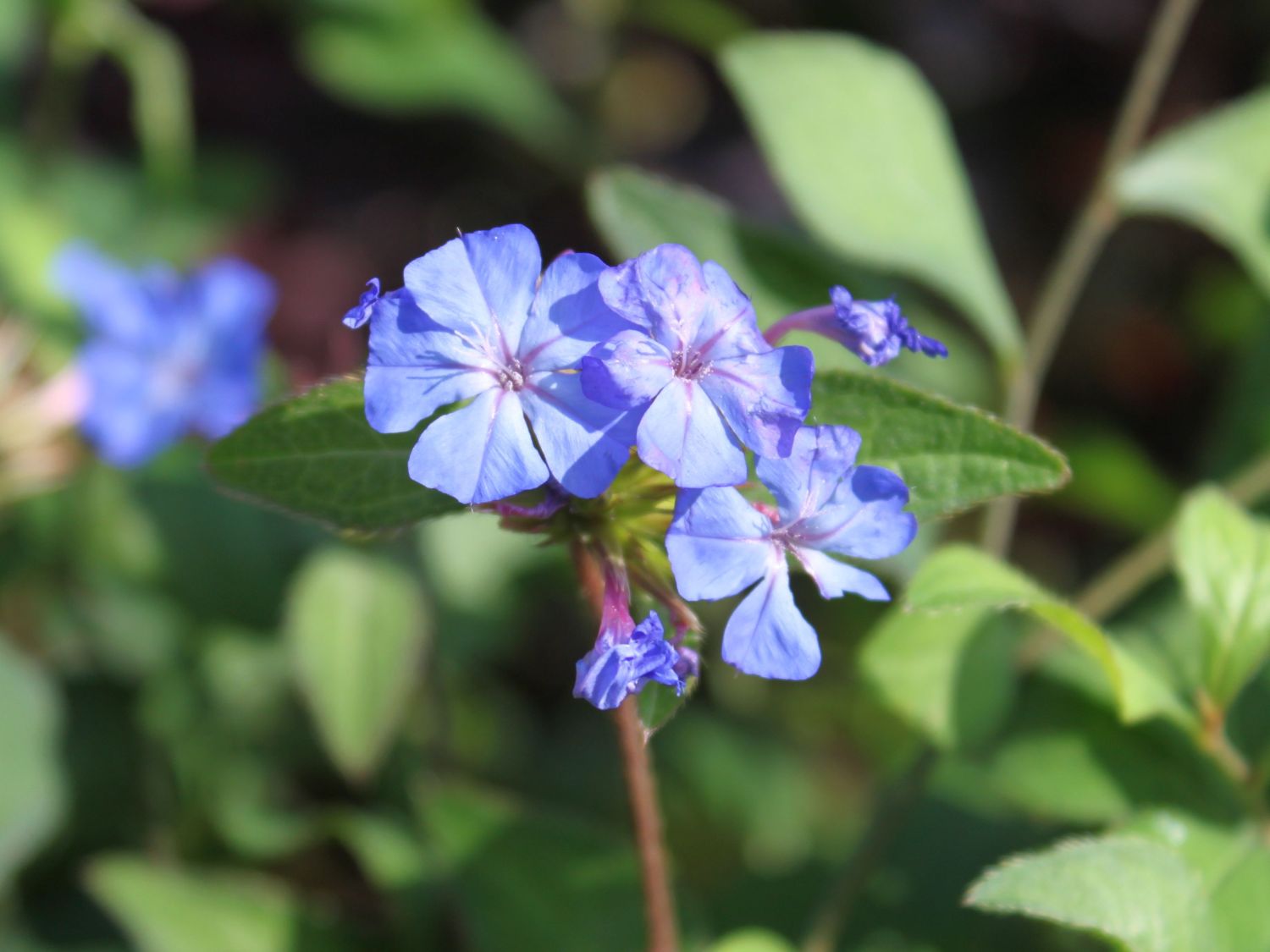 Willmotts Hornnarbe - Ceratostigma willmottianum