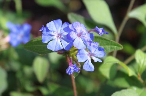 Willmotts Hornnarbe - Ceratostigma willmottianum