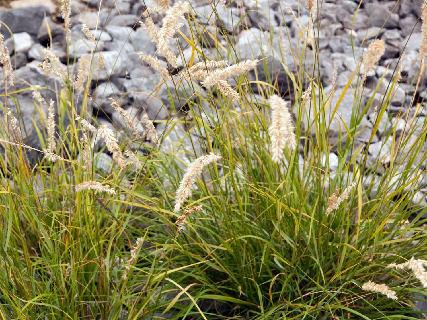 Perlgräser (Melica)