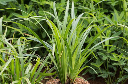 Wimper-Segge 'Kopenhagen Select' - Carex pilosa 'Kopenhagen Select'