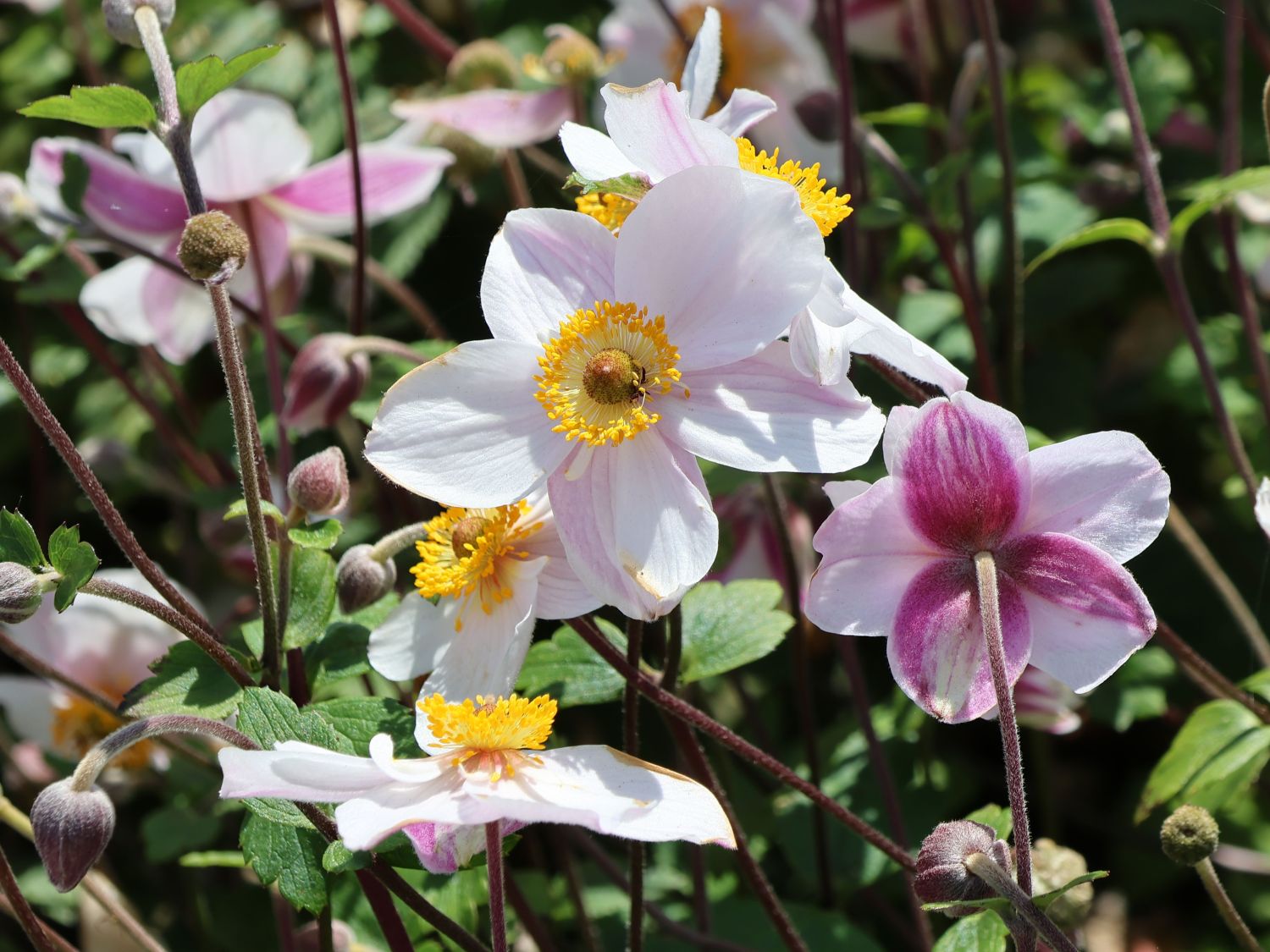 Windröschen / Spätsommer-Anemone 'Dainty Swan'
