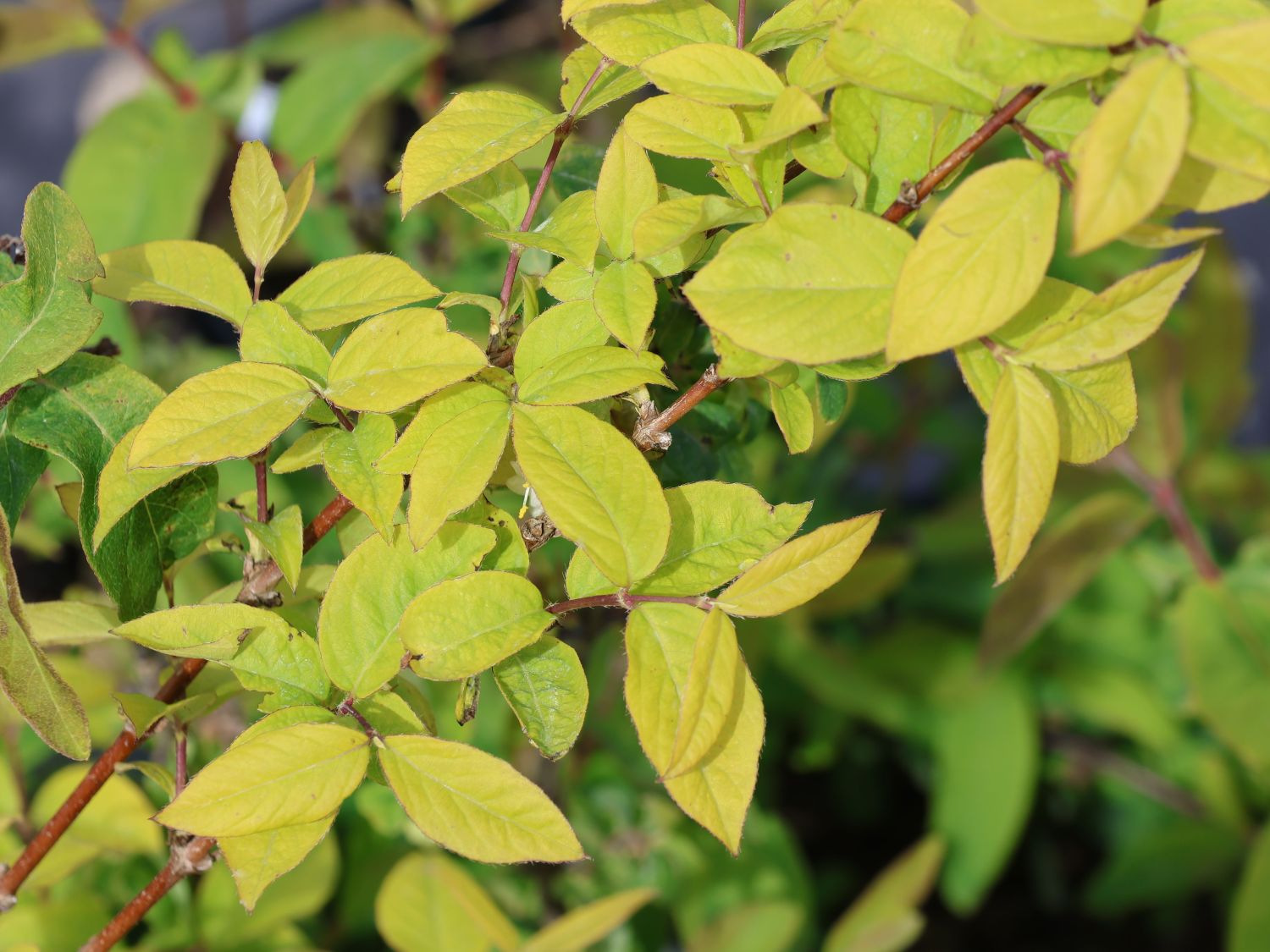 Winter-Heckenkirsche / Duft-Heckenkirsche - Lonicera x purpusii