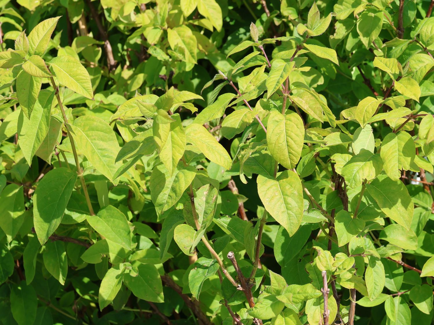 Winter-Heckenkirsche / Duft-Heckenkirsche - Lonicera x purpusii