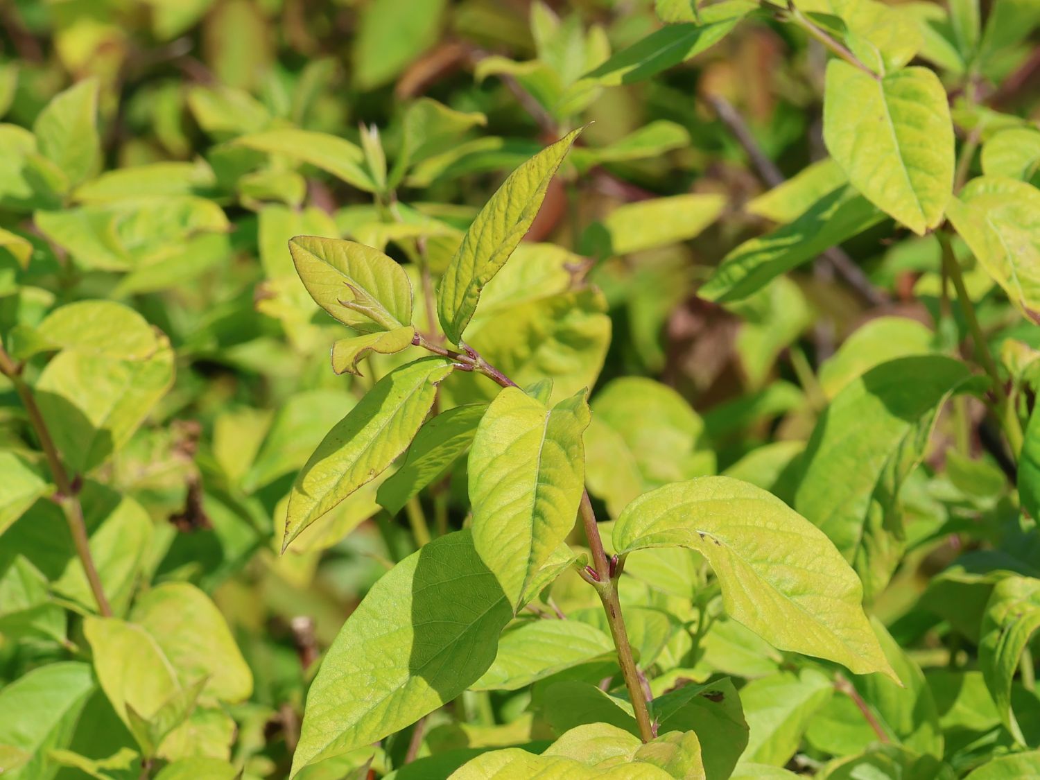 Winter-Heckenkirsche / Duft-Heckenkirsche - Lonicera x purpusii