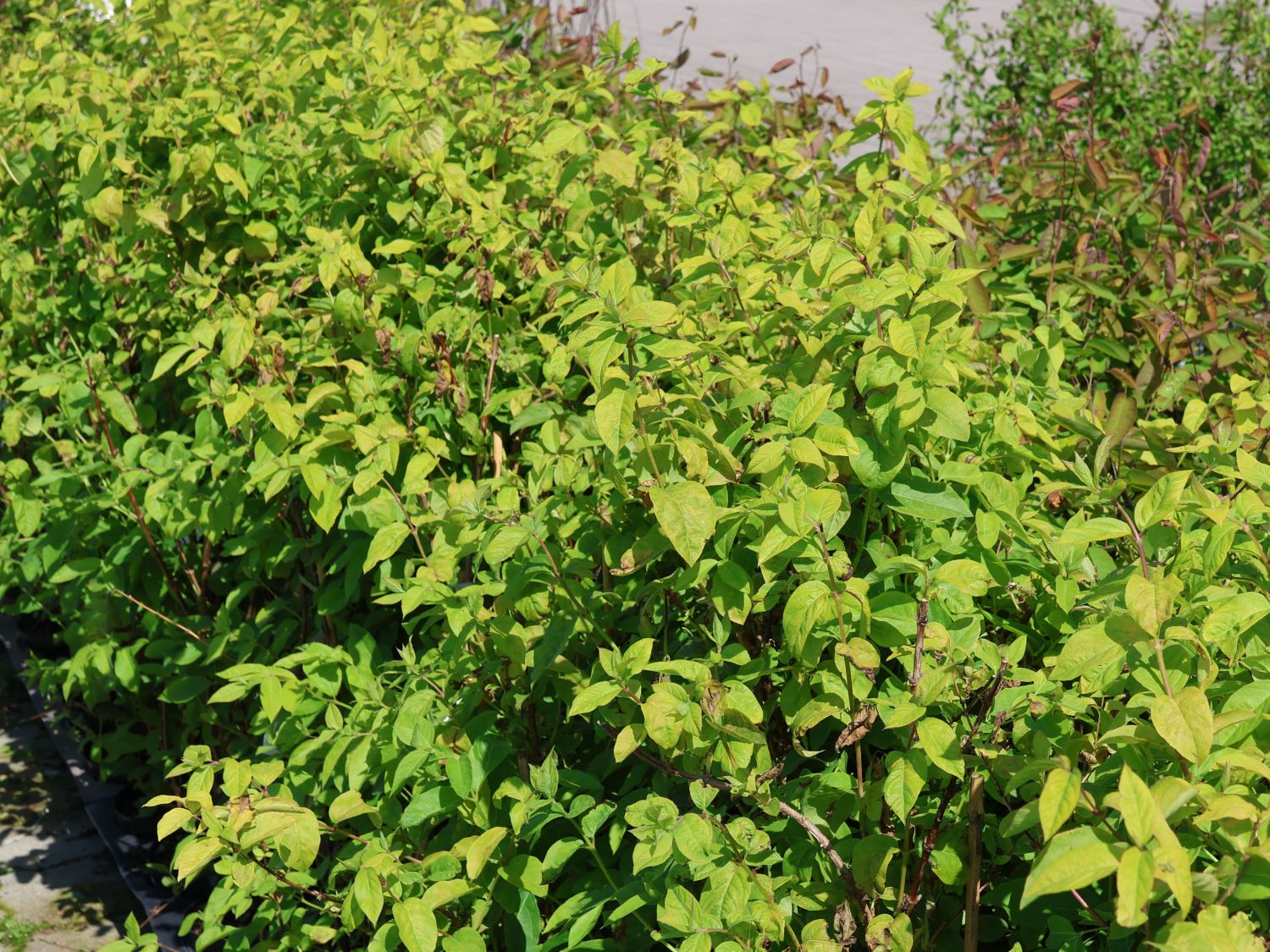 Winter-Heckenkirsche / Duft-Heckenkirsche - Lonicera x purpusii