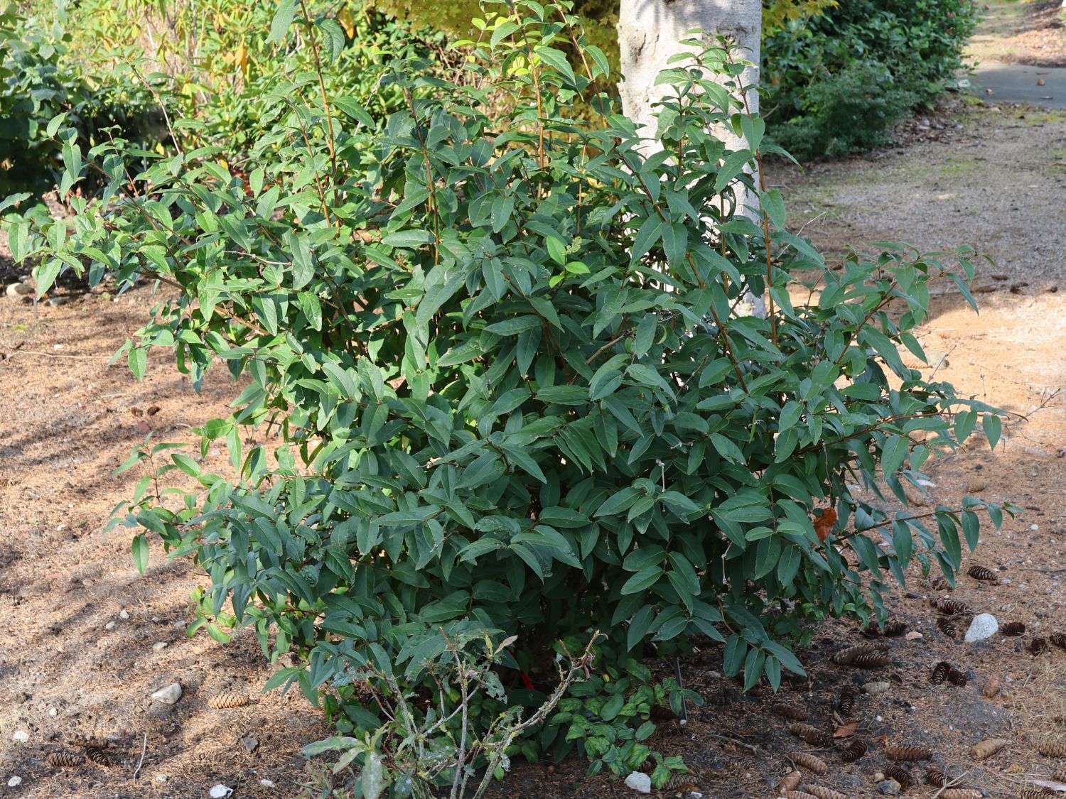 Winter-Heckenkirsche 'Winter Beauty' - Lonicera x purpusii 'Winter ...