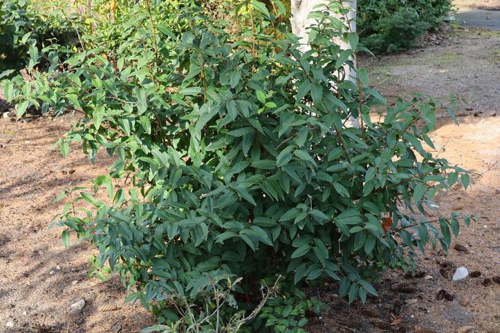 Winter-Heckenkirsche 'Winter Beauty' - Lonicera x purpusii 'Winter ...
