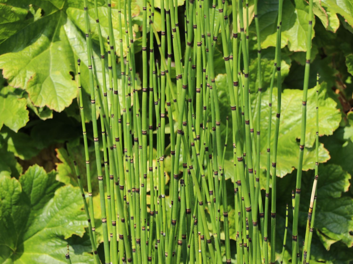 Winter Schachtelhalm - Equisetum hyemale var. robustum