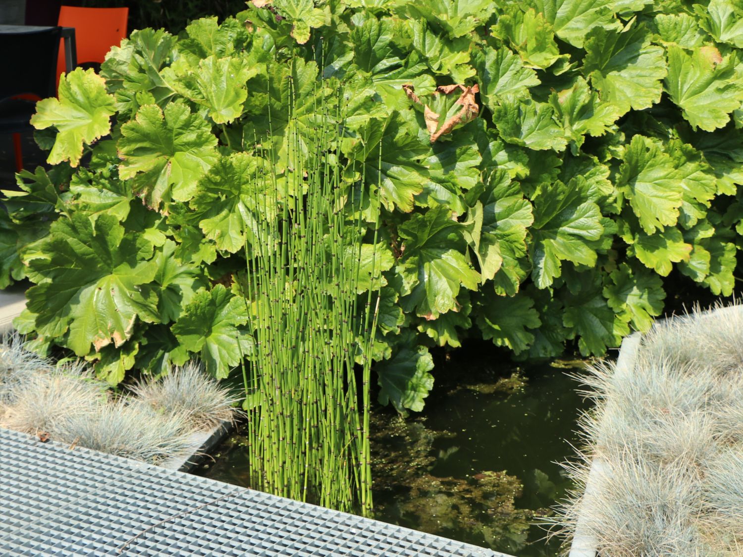 Winter Schachtelhalm Finde Deine neue Staude + Online Ratgeber