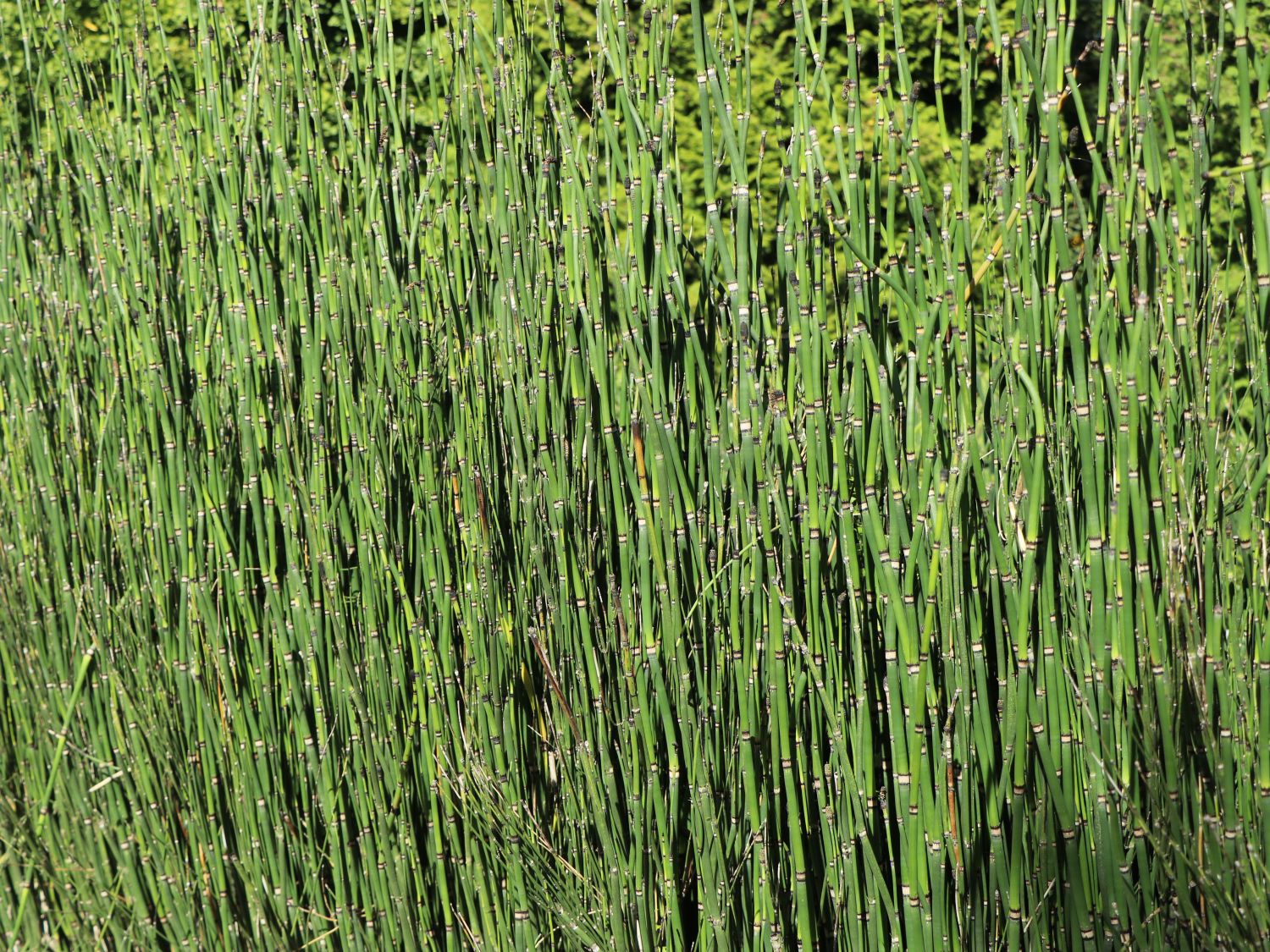 Winter Schachtelhalm Finde Deine neue Staude + Online Ratgeber