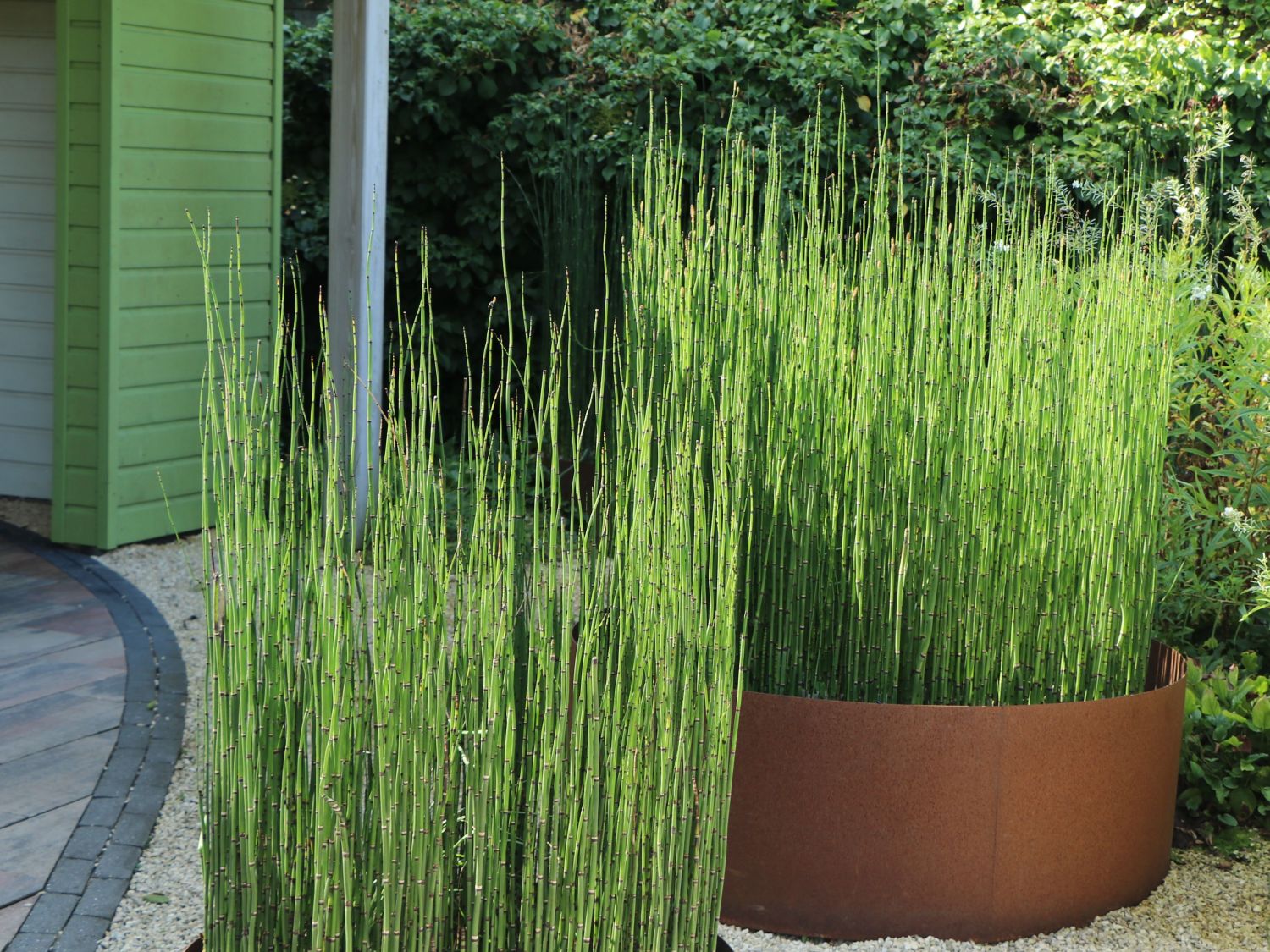 Winter Schachtelhalm Finde Deine neue Staude + Online Ratgeber