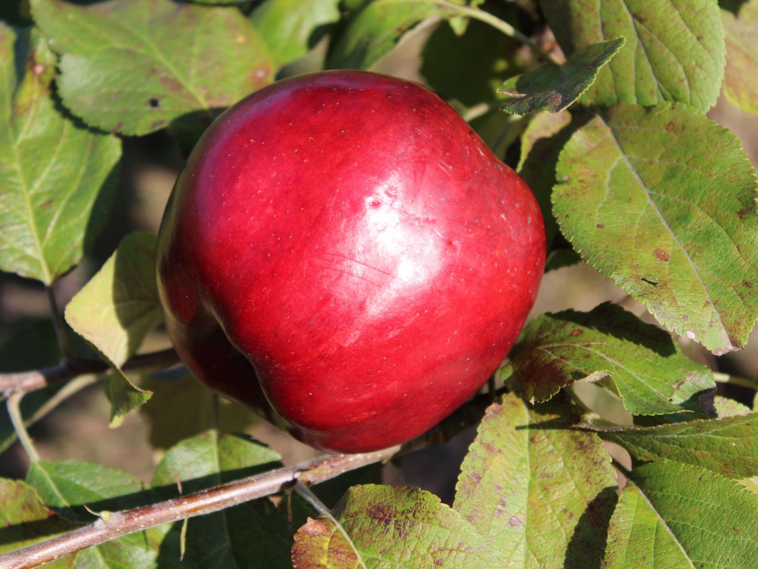 Winterapfel 'Adamsapfel' ®