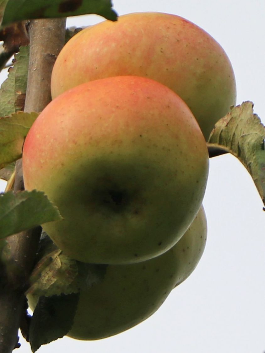 Winterapfel 'Adersleber Kalvill' - Malus 'Adersleber Kalvill'