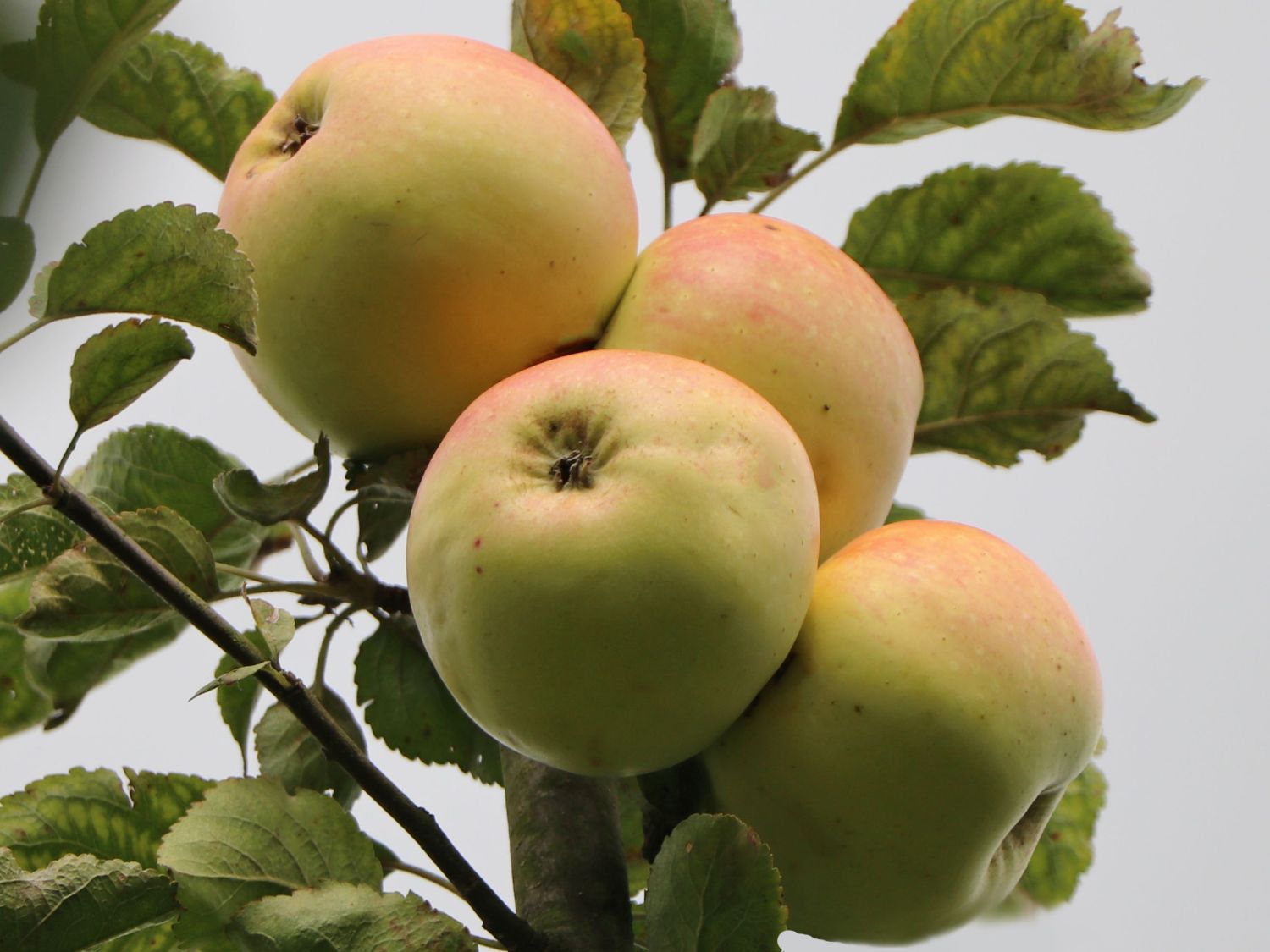 Winterapfel 'Adersleber Kalvill' - Malus 'Adersleber Kalvill'