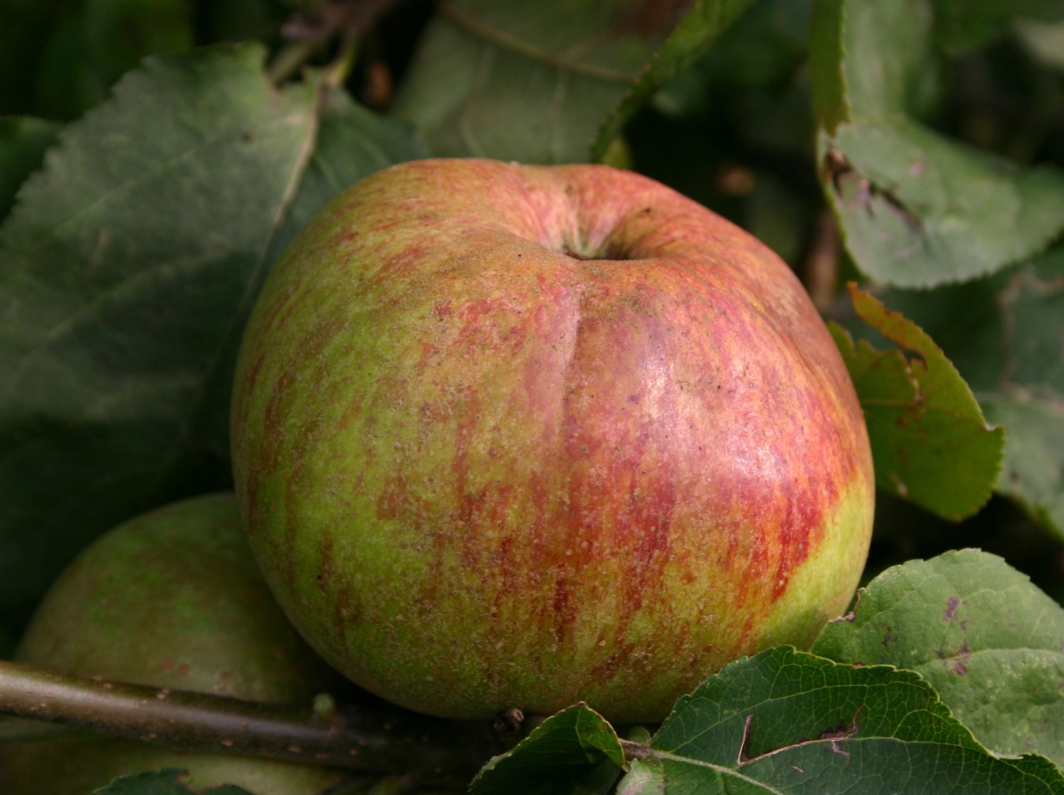 Winterapfel 'Bismarckapfel'