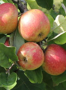 Winterapfel 'Schöner aus Boskoop'