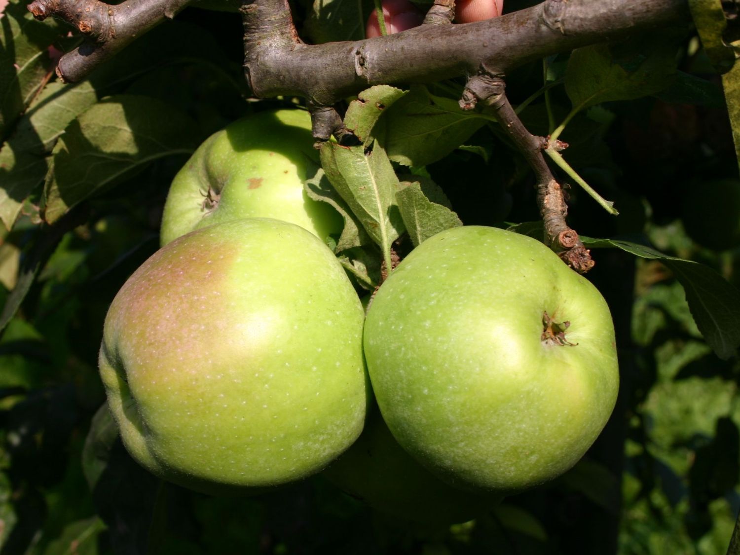 Winterapfel 'Brettacher Gewürzapfel'