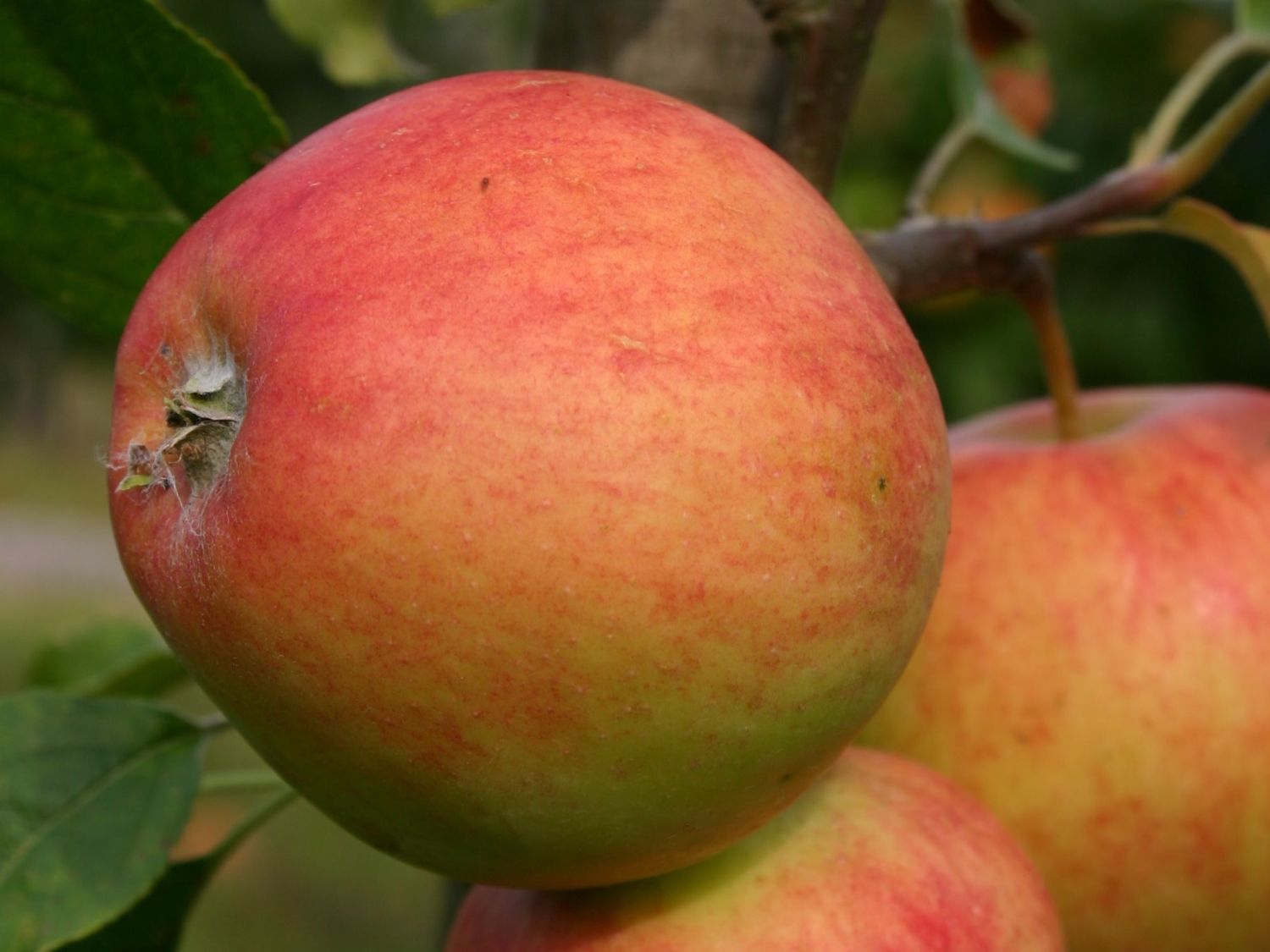 Winterapfel 'Clivia'