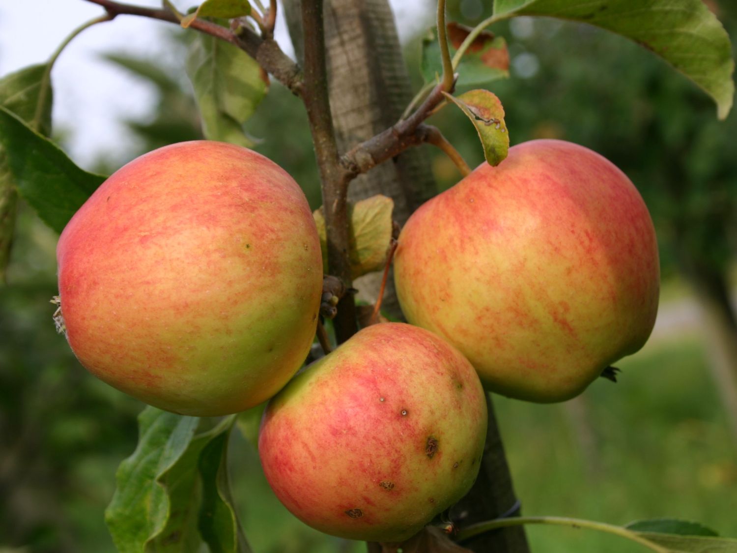 Winterapfel 'Clivia' - Malus 'Clivia'