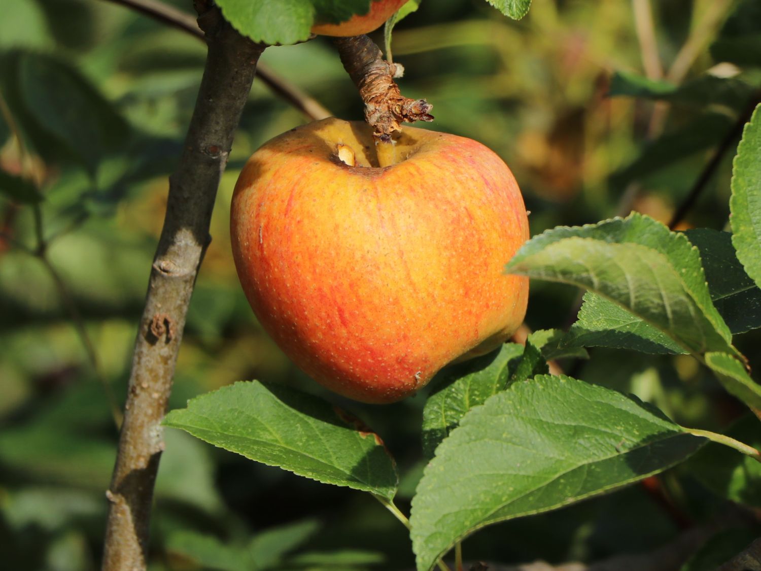 Winterapfel 'Clivia' - Malus 'Clivia'