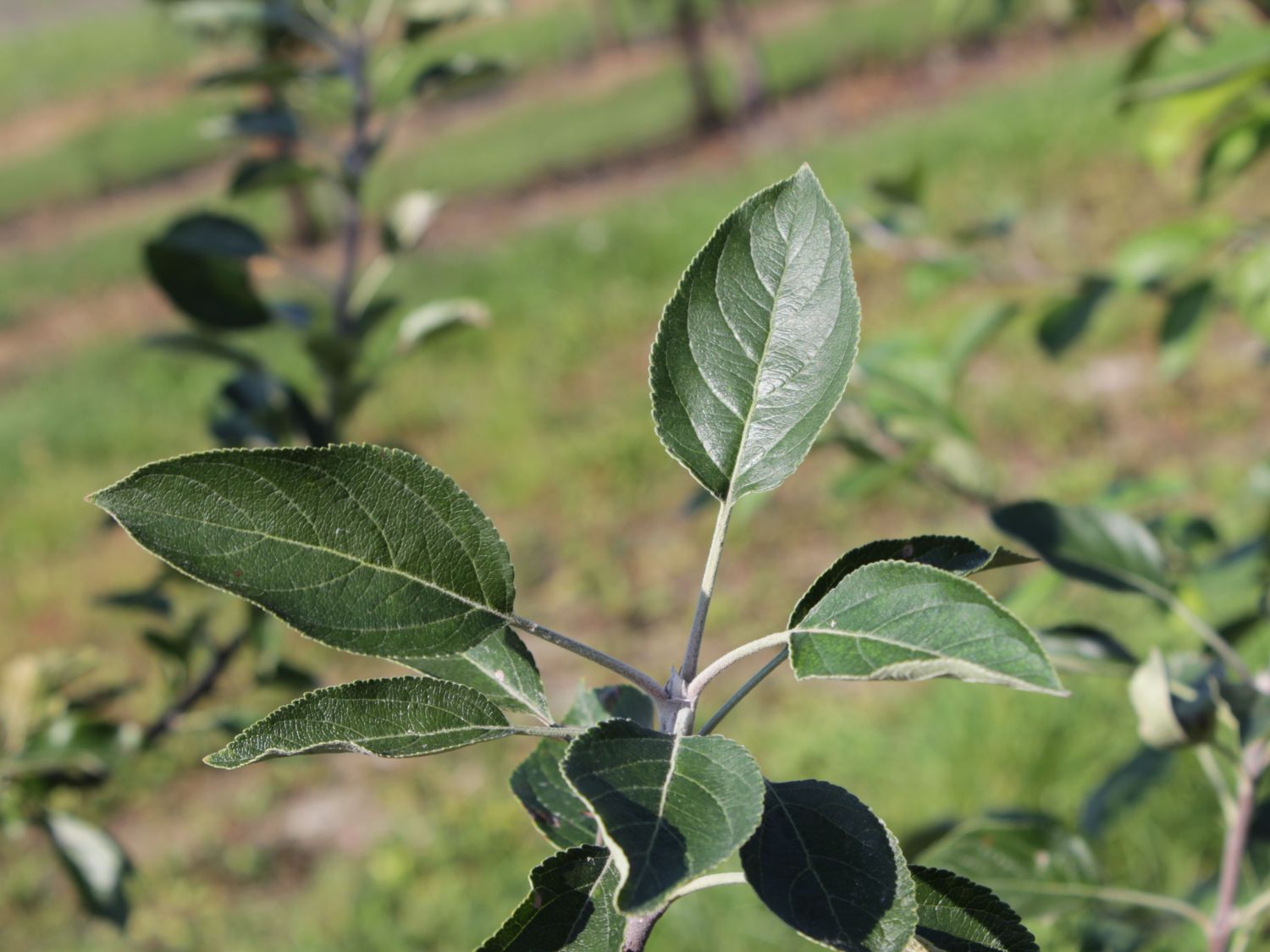 Herbstapfel 'Cox Orange' Renette - Malus 'Cox Orange' Renette