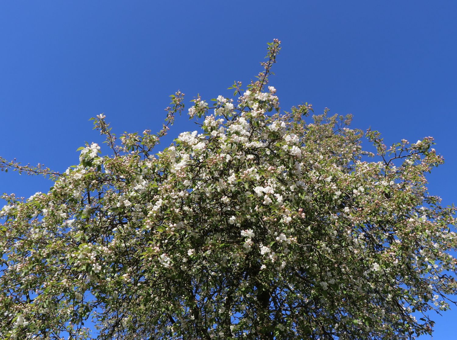 Winterapfel 'Doberaner Renette' - Malus 'Doberaner Renette'