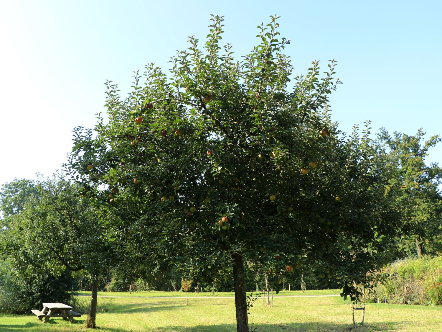 Winterapfel 'Doberaner Renette' - Malus 'Doberaner Renette'