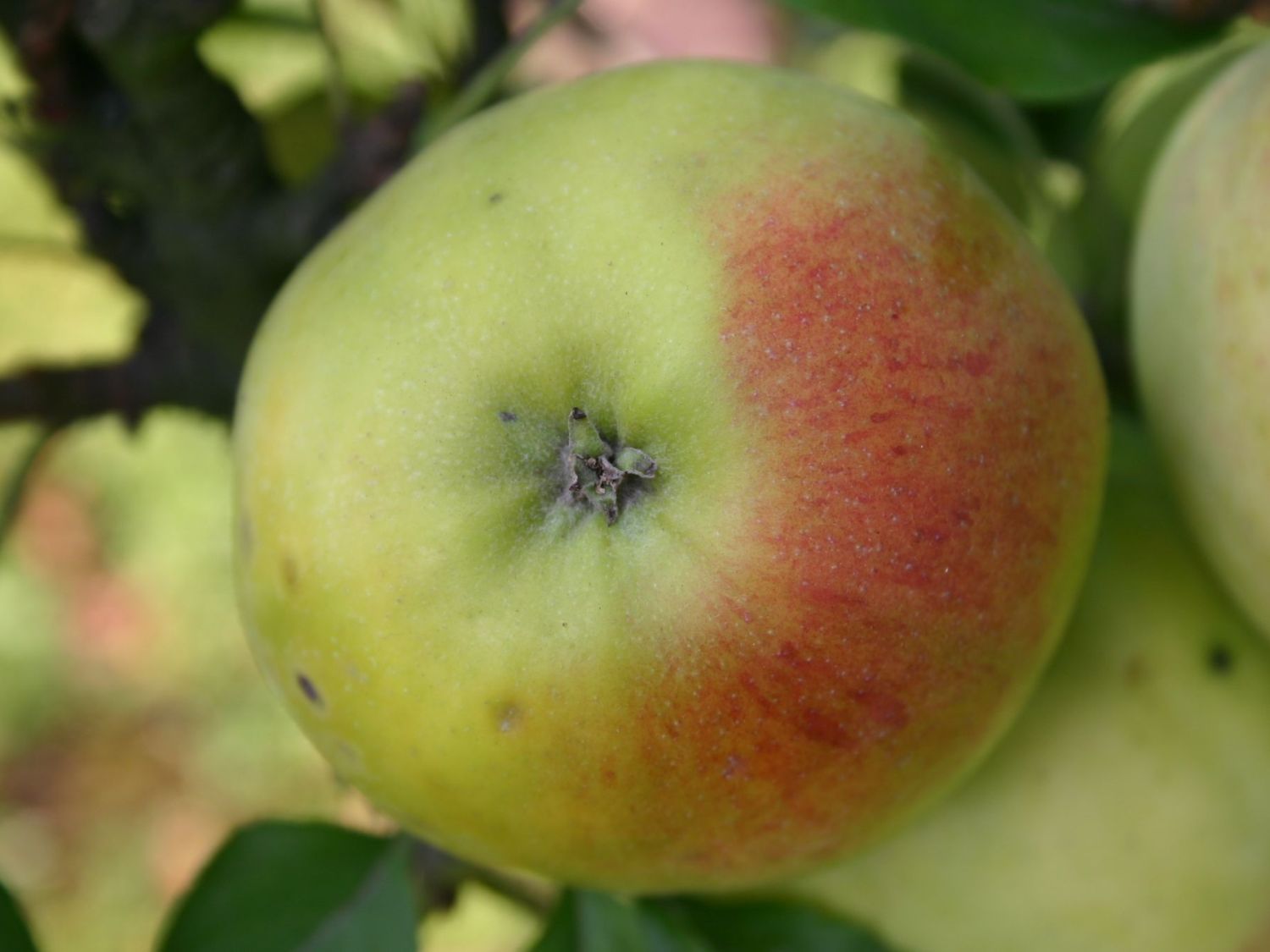 Winterapfel 'Geheimrat Breuhahn'