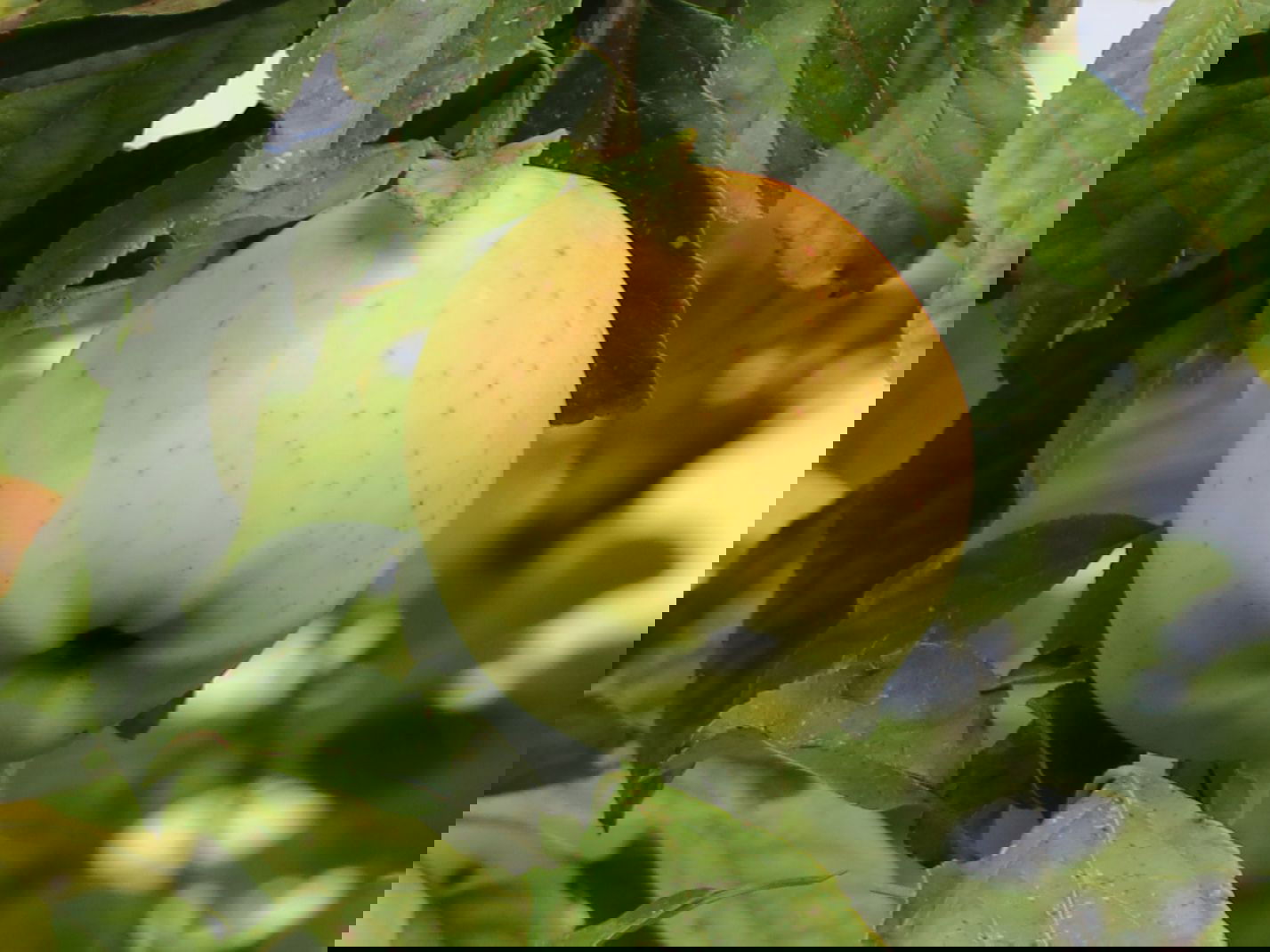 Winterapfel 'Gelber Bellefleur', 'Blumenkalvill'