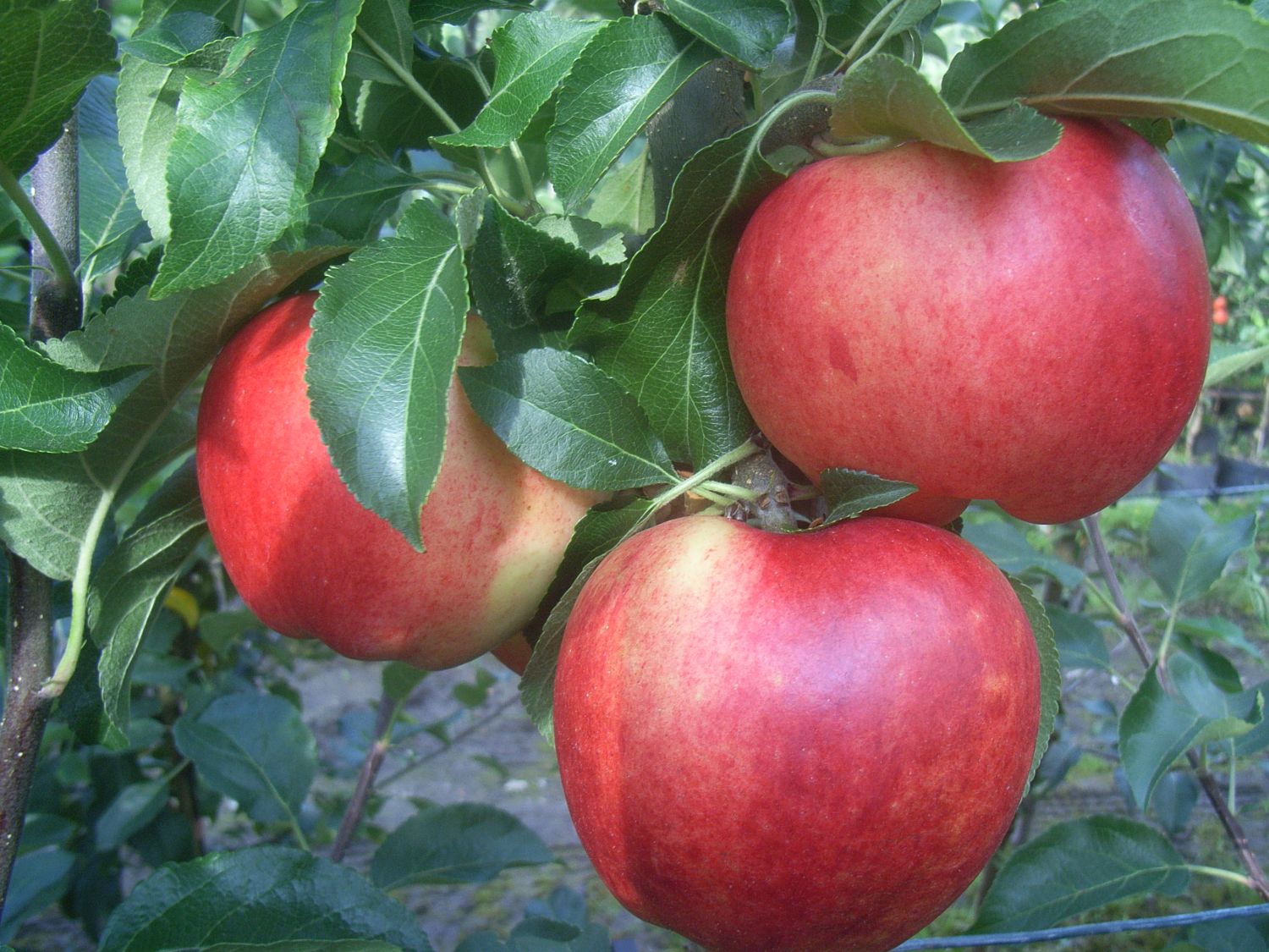 Winterapfel 'Gewürzluikenapfel'