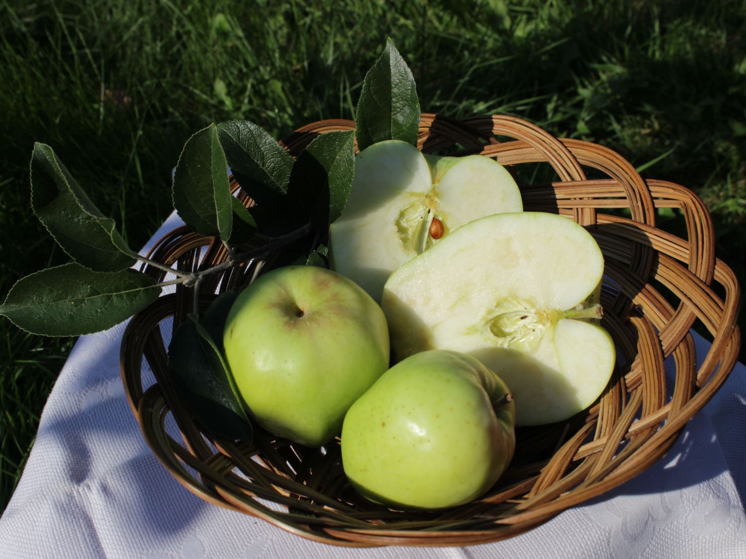 Winterapfel 'Glockenapfel' / 'Weißer Winterglockenapfel'