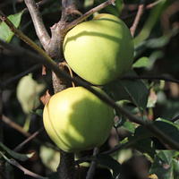 Winterapfel 'Golden Delicious' - Malus 'Golden Delicious'