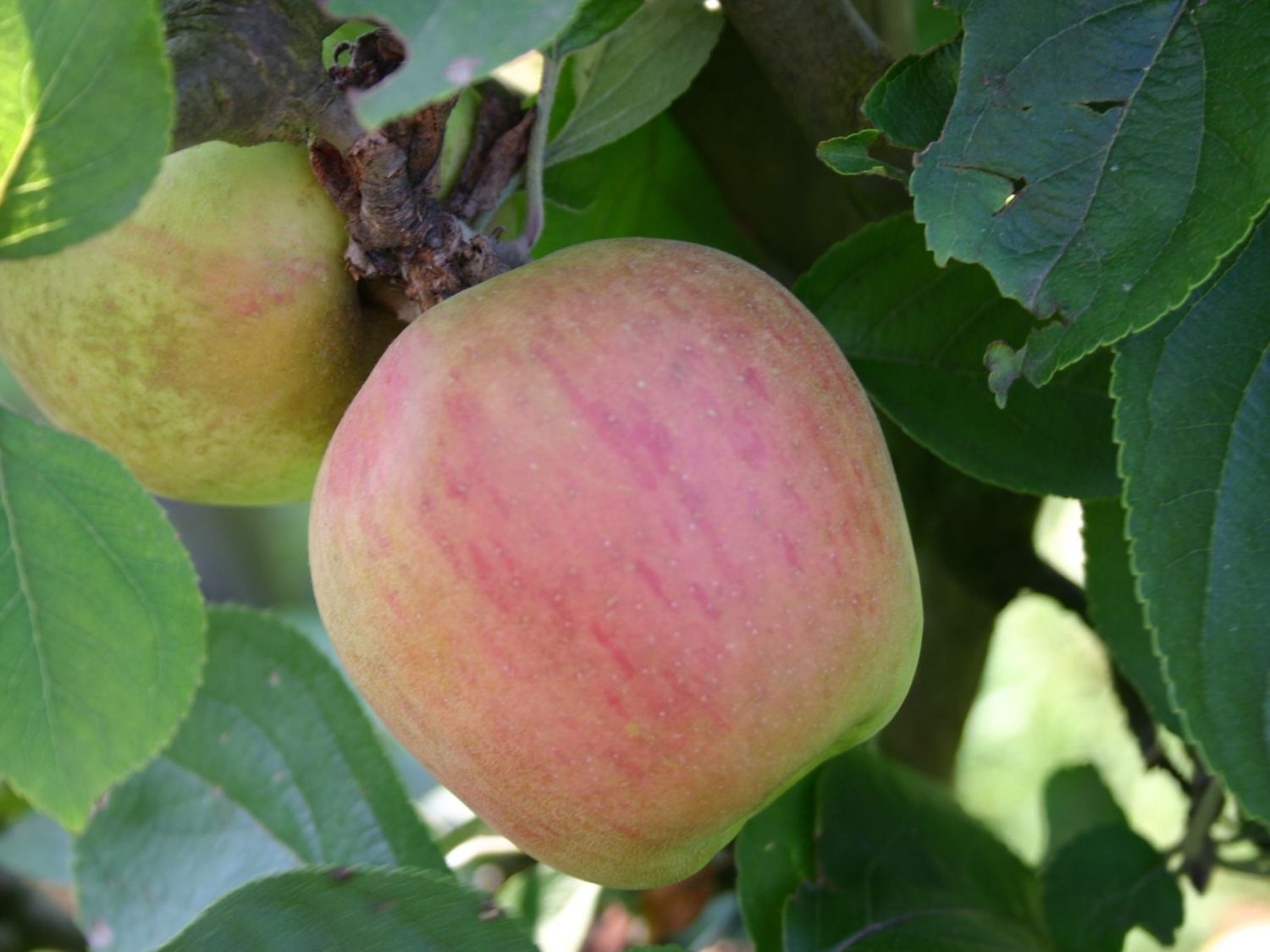 Winterapfel 'Hildesheimer Goldrenette'