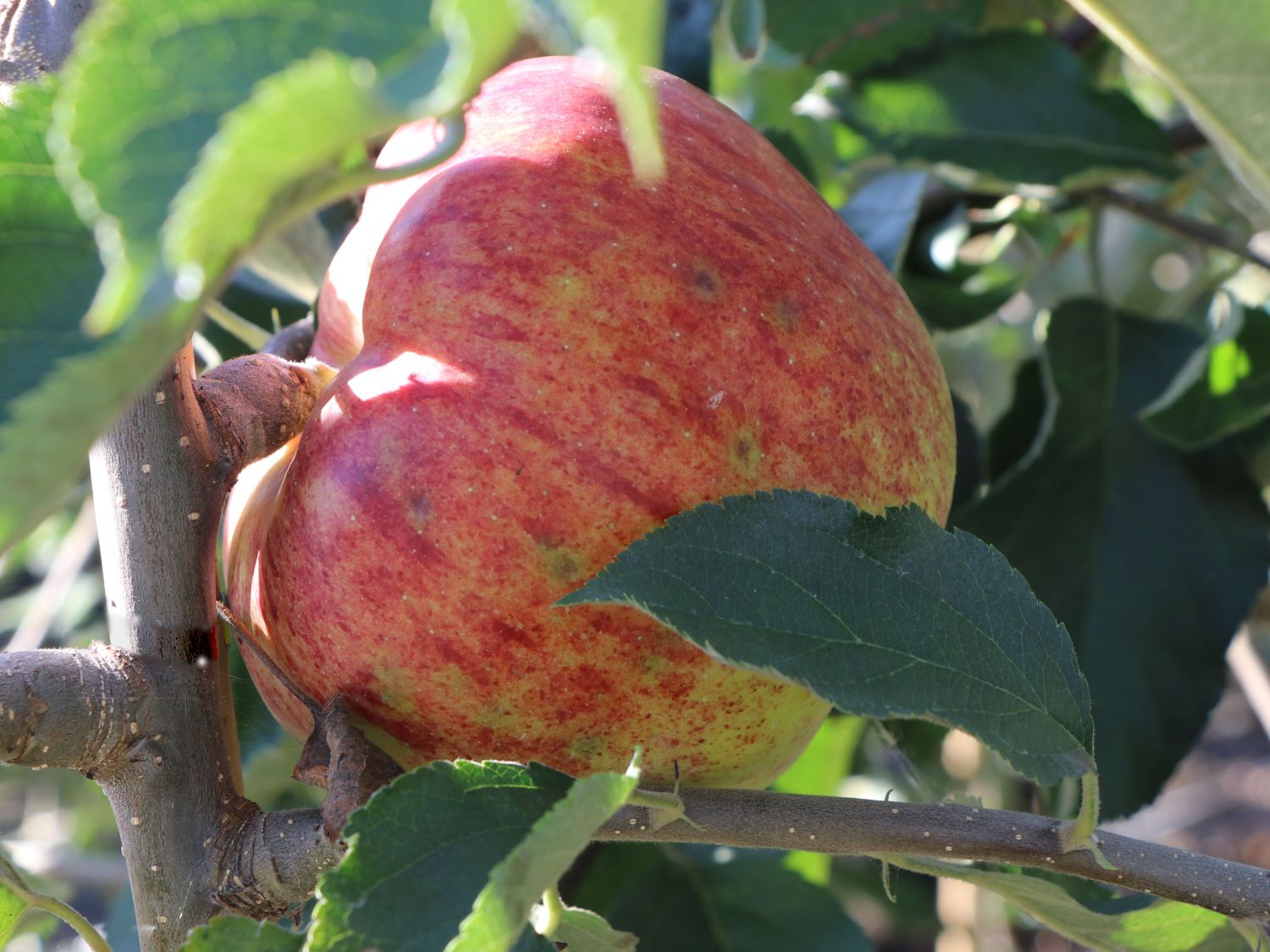 Winterapfel 'Jonagored' ®