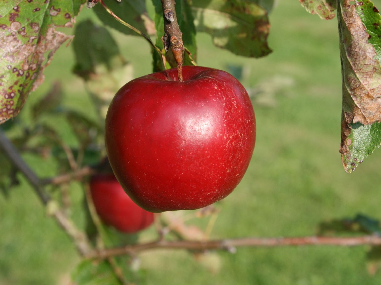 Winterapfel 'Jonathan' / 'Roter Jonathan'