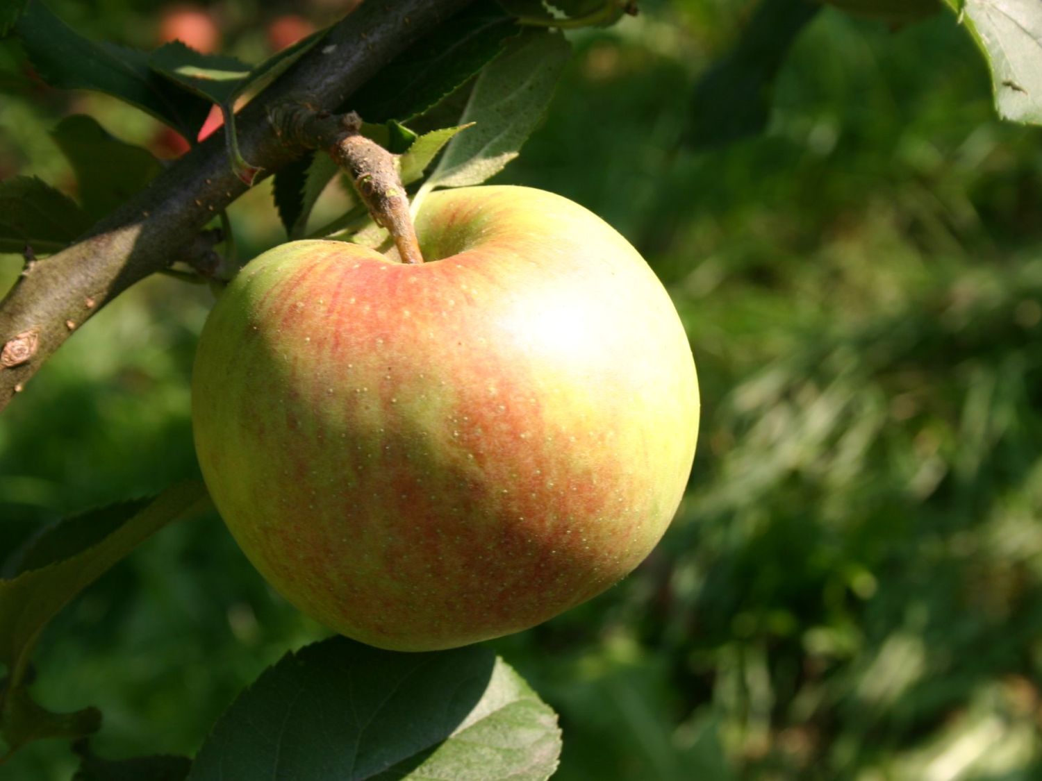 Winterapfel 'Kaiser Wilhelm'