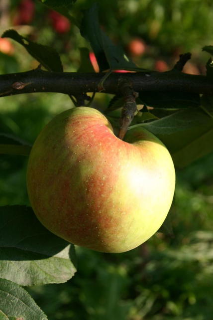 Apfelbaum Kaiser Wilhelm - Winterapfel Busch 110-140 Cm 9,5L Topf