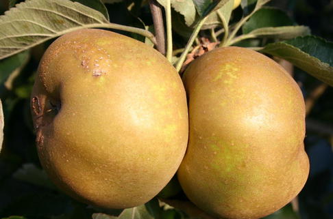 Winterapfel 'Kanadarenette' - Malus 'Kanadarenette'