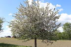 Winterapfel 'Korbiniansapfel' - Malus 'Korbiniansapfel'